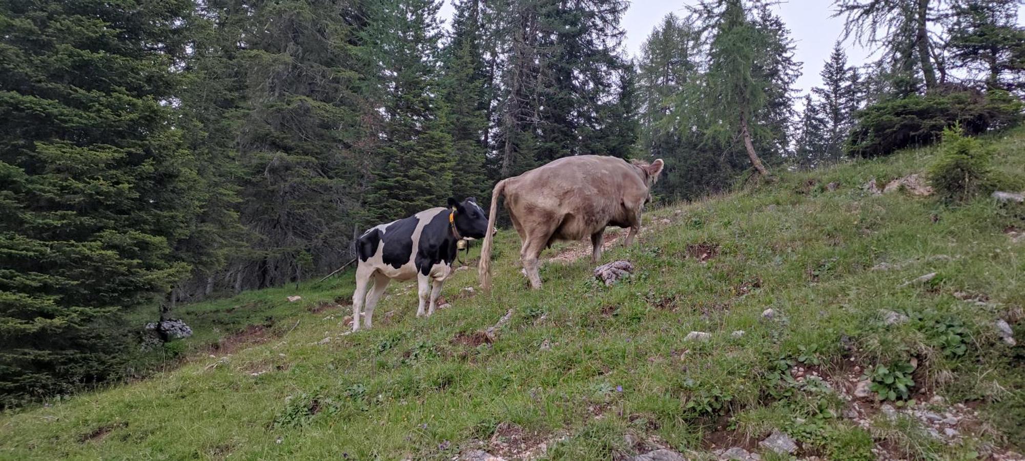 Appartamenti Codan San Vito di Cadore Εξωτερικό φωτογραφία